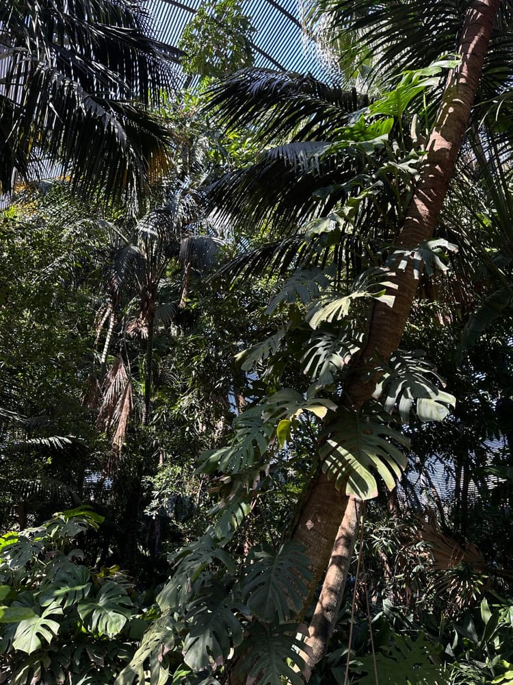 palmės ir monstera